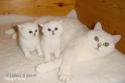CH S*Esteticas Quentin (Morris) and S*Esteticas Queen Melissa (Melissa) 4 weeks and IC S*Esteticas Iris (Iris) - nr 1