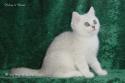 CH S*Esteticas Quentin (Morris) 12 weeks - nr 2