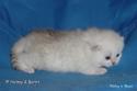 CH S*Esteticas Quentin (Morris) 2 weeks - nr 1