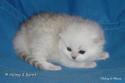 CH S*Esteticas Quentin (Morris) 2 weeks - nr 2