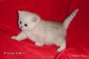 CH S*Esteticas Quentin (Morris) 4 weeks - nr 1
