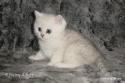 CH S*Esteticas Quentin (Morris) 6 weeks - nr 1