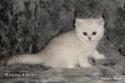 CH S*Esteticas Quentin (Morris) 6 weeks - nr 2