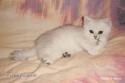CH S*Esteticas Quentin (Morris) 8 weeks - nr 1