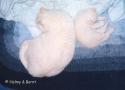 IP S*Esteticas Qurtis (Kurt) and S*Esteticas Hubertus (Hubbe) 6 weeks