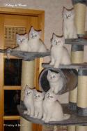 R-litter and S-litter  10 weeks - nr 2