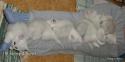 R2-litter and S2-litter  6 weeks - nr 3