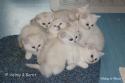 R2-litter and S2-litter  6 weeks - nr 4