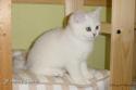 S*Esteticas Royal Rana (Rana) 11 weeks - nr 1