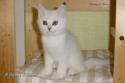 S*Esteticas Royal Rana (Rana) 11 weeks - nr 2