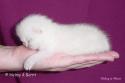 S*Esteticas Royal Rana (Rana) 1 week - nr 1