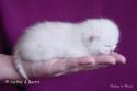 S*Esteticas Royal Rana (Rana) 1 week - nr 2