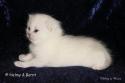 S*Esteticas Royal Rana (Rana) 2 weeks - nr 1