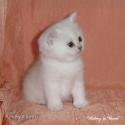 S*Esteticas Royal Rana (Rana) 4 weeks - nr 1