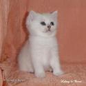 S*Esteticas Royal Rana (Rana) 4 weeks - nr 3