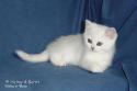 S*Esteticas Royal Rana (Rana) 8 weeks - nr 1