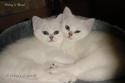 IC S*Esteticas Regina Rixie and IC S*Esteticas Rosa Centifolia (Rosa) 7 weeks - nr 2