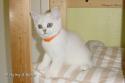IC S*Esteticas Regina Rixie 11 weeks - nr 1