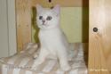 IC S*Esteticas Regina Rixie 11 weeks - nr 2