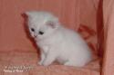 IC S*Esteticas Regina Rixie 4 weeks - nr 1