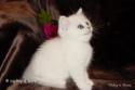 IC S*Esteticas Regina Rixie 6 weeks - nr 1