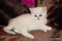 IC S*Esteticas Regina Rixie 6 weeks - nr 2