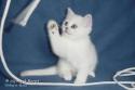 IC S*Esteticas Regina Rixie 8 weeks - nr 1