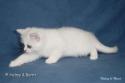 IC S*Esteticas Regina Rixie 8 weeks - nr 2