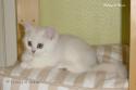 IC S*Esteticas Rosa Centifolia (Rosa) 11 weeks - nr 2