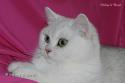 IC S*Esteticas Rosa Centifolia (Rosa) 14 months head - nr 1