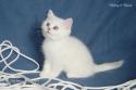 IC S*Esteticas Rosa Centifolia (Rosa) 8 weeks - nr 1