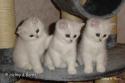 IC S*Esteticas Rosa Centifolia (Rosa), IC S*Esteticas Regina Rixie and S*Esteticas Royal Rana (Rana) 7 weeks