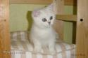 S*Esteticas Samuraj Sam 11 weeks - nr 1