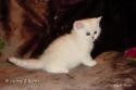 S*Esteticas Samuraj Sam 6 weeks - nr 1