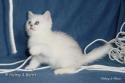 S*Esteticas Samuraj Sam 8 weeks - nr 1