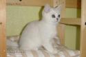 S*Esteticas Sultan Simba 11 weeks - nr 1