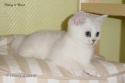 S*Esteticas Sultan Simba 11 weeks - nr 2