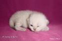 S*Esteticas Sultan Simba 1 week - nr 1
