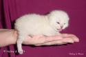 S*Esteticas Sultan Simba 1 week - nr 2