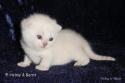 S*Esteticas Sultan Simba 2 weeks - nr 1