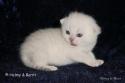 S*Esteticas Sultan Simba 2 weeks - nr 2