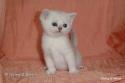 S*Esteticas Sultan Simba 4 weeks - nr 1