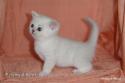 S*Esteticas Sultan Simba 4 weeks - nr 2