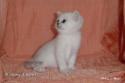 S*Esteticas Sultan Simba 4 weeks - nr 3