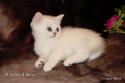 S*Esteticas Sultan Simba 6 weeks - nr 1