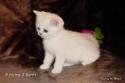 S*Esteticas Sultan Simba 6 weeks - nr 2