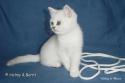 S*Esteticas Sultan Simba 8 weeks - nr 1