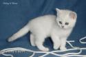 S*Esteticas Sultan Simba 8 weeks - nr 2