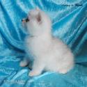 S*Esteticas Tara 7 weeks profil