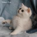 S*Esteticas Tara 8 weeks - nr 1